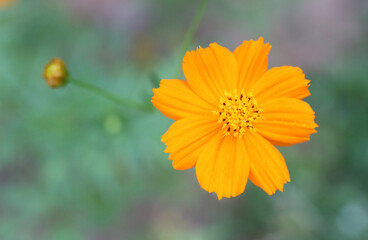 Beautiful flowers in the garden