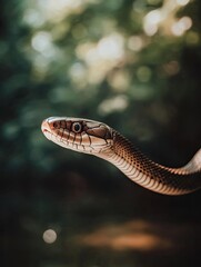 Obraz premium Snake isolated on summer background