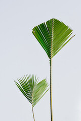 Coconut leaves isolated on white background