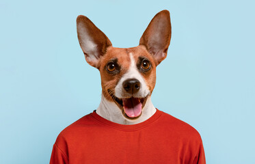 A dog with brown and white fur is smiling and looking directly at the camera. The dog is wearing a red shirt and is standing against a blue background.