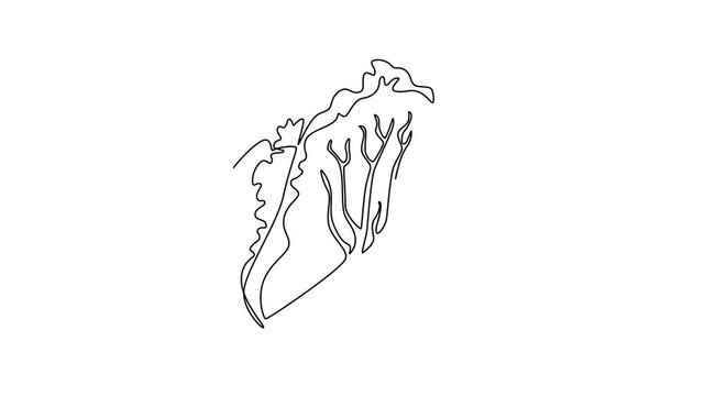 Self drawing animation of single line draw whole healthy organic headed cabbage for farm or field logo identity. Fresh biennial plant concept for vegetable icon. Continuous line. Full length animated