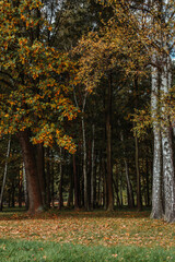 autumn trees in the park
