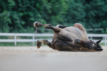 Horse enjoying a playful moment, rolling on sandy ground in an outdoor riding arena, surrounded by lush green trees.