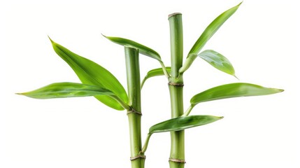 bamboo plant isolated on white