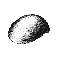 Detailed Shell Illustration with Elegant Curves