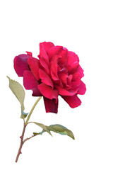 red rose isolated on white background transparently 