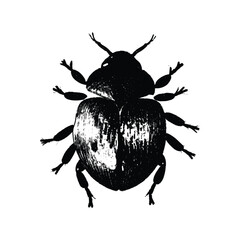 Top View Black and White Beetle Illustration