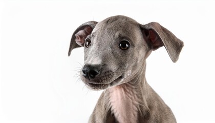 笑顔のイタリアン・グレーハウンドの子犬のポートレート（Portrait of a smiling Italian Greyhound puppy on white background）
