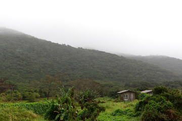 A serene cabin nestled in a lush, misty hillside, surrounded by dense green foliage
