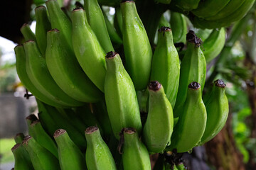 A close-up of vibrant green bananas hanging in a lush, tropical environment