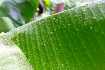 Close-up of fresh green leaf with raindrops, capturing the essence of a tropical rainforest