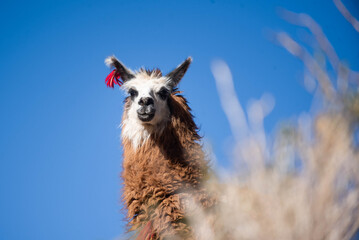 Obraz premium Llamas en la provincia de Jujuy, Argentina. Una mamífero típico del norte argentino que decora el paisaje con belleza y ternura.