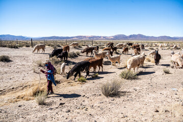 Llamas en la provincia de Jujuy, Argentina. Una mam&iacute;fero t&iacute;pico del norte argentino que decora el paisaje con belleza y ternura.