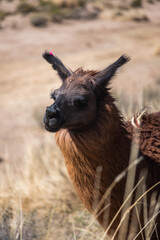 Llamas en la provincia de Jujuy, Argentina. Una mamífero típico del norte argentino que decora el...