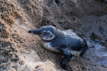 A young penguin resting on a sandy beach, nestled in its natural coastal habitat