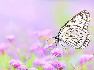 butterfly on a flower