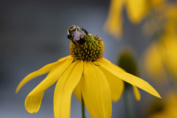 bee on yellow flower