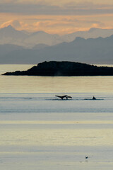 Naklejka premium Humpback whales at sunset in Stephens Passage in South Eastern Alaska along the Inside Passage