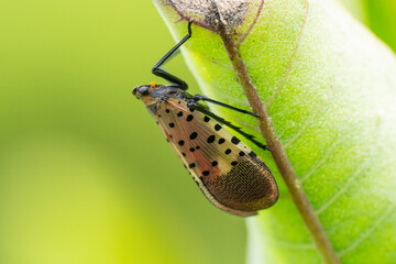 Spotted Lanternfly (Lycorma delicatula) on milkweed leaf.. The first confirmed presence of the...