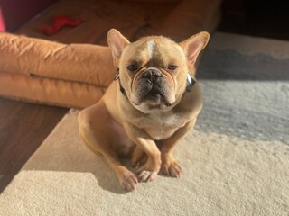 French bulldog