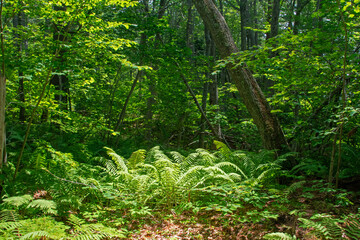 Fototapeta premium New England Deciduous Forest in Summer
