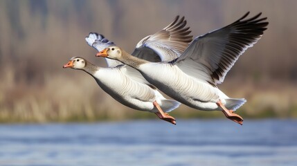 Fototapeta premium Follow the migratory birds and witness the journey south
