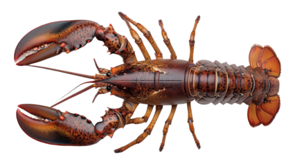 Top view of a cooked lobster isolated on transparent background.