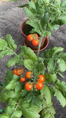 【家庭菜園】ミニトマト栽培