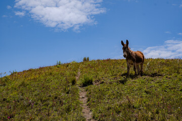 Turismo - montaña - fauna