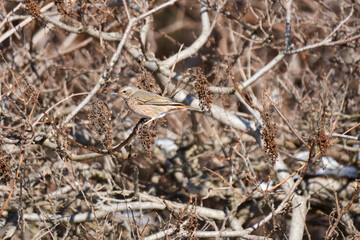 冬枯れの木にハチジョウツグミ