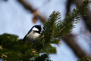 オンコの枝に止まるヒガラ