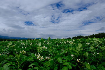 Blooming potato field