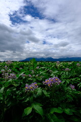 Blooming potato field