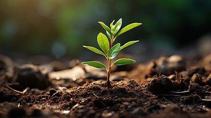 green plant growth  