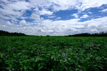 Blooming potato field