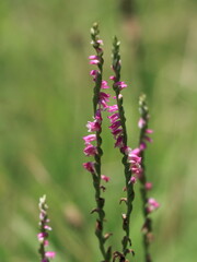 二人寄り添って踊っているようなネジバナ