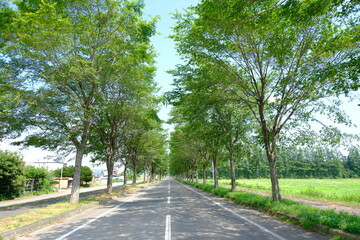 road in the forest