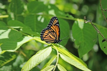 butterfly on leaf