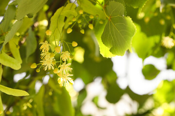 Beautiful linden tree with blossoms and green leaves outdoors