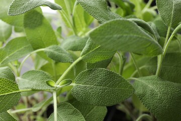 Sage plant growing on blurred background, closeup
