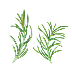 Set of watercolor green rosemary branches on isolated background. Herb spice for cooking. Botanical illustration hand drawn. Clip art for design, cards, packaging, labels, menus, recipes, advertising.