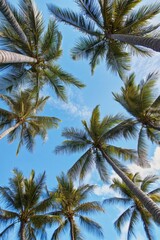 Obraz premium Tropical low-angle shot of palm trees against a clear blue sky, capturing the serene and relaxing vibes of a sunny day in paradise.