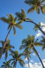 Tropical low-angle shot of palm trees against a clear blue sky, capturing the serene and relaxing vibes of a sunny day in paradise.