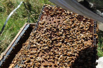 Beekeeper Holding Bee Frame 