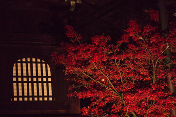 夜の紅葉と窓