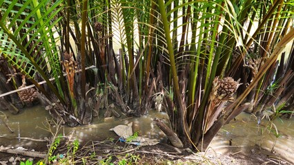 Close up of Mangrove palm or Nypa fruticans or Nipa palm in Vinh Long province, Mekong Delta Vietnam. A globular fruit cluster of the Nipa palm.