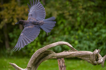 Crow in flight