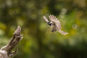 Chickadee in flight
