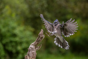Blue Jay in flight
