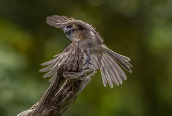 Chickadee in flight